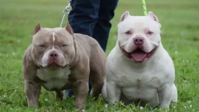 Miniature Pitbulls