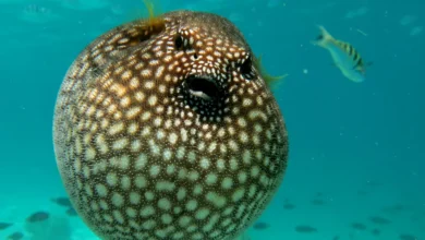 Puffer Fish