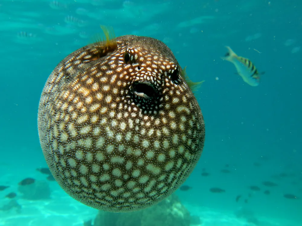 Puffer Fish