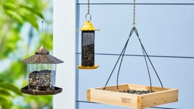 Which Bird Feeder is Right for You? A Comprehensive Buying Guide