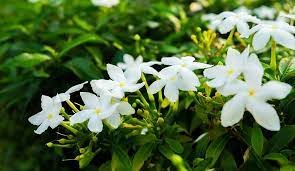 where can i find jasmine flowers​