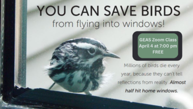 how to prevent birds from flying into windows​