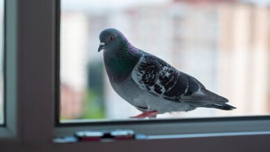 how to stop birds flying into the window​