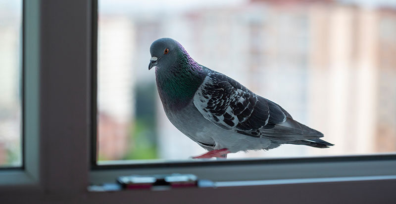 how to stop birds flying into the window​