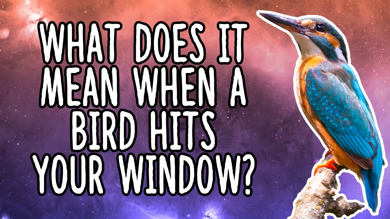 what does it mean when a bird hits your window​