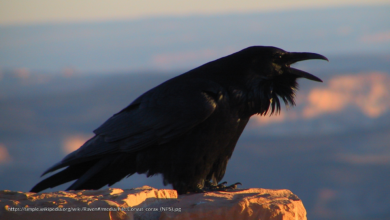 what is a bad omen bird in shinto mythology​