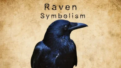 what does a raven bird symbolize​