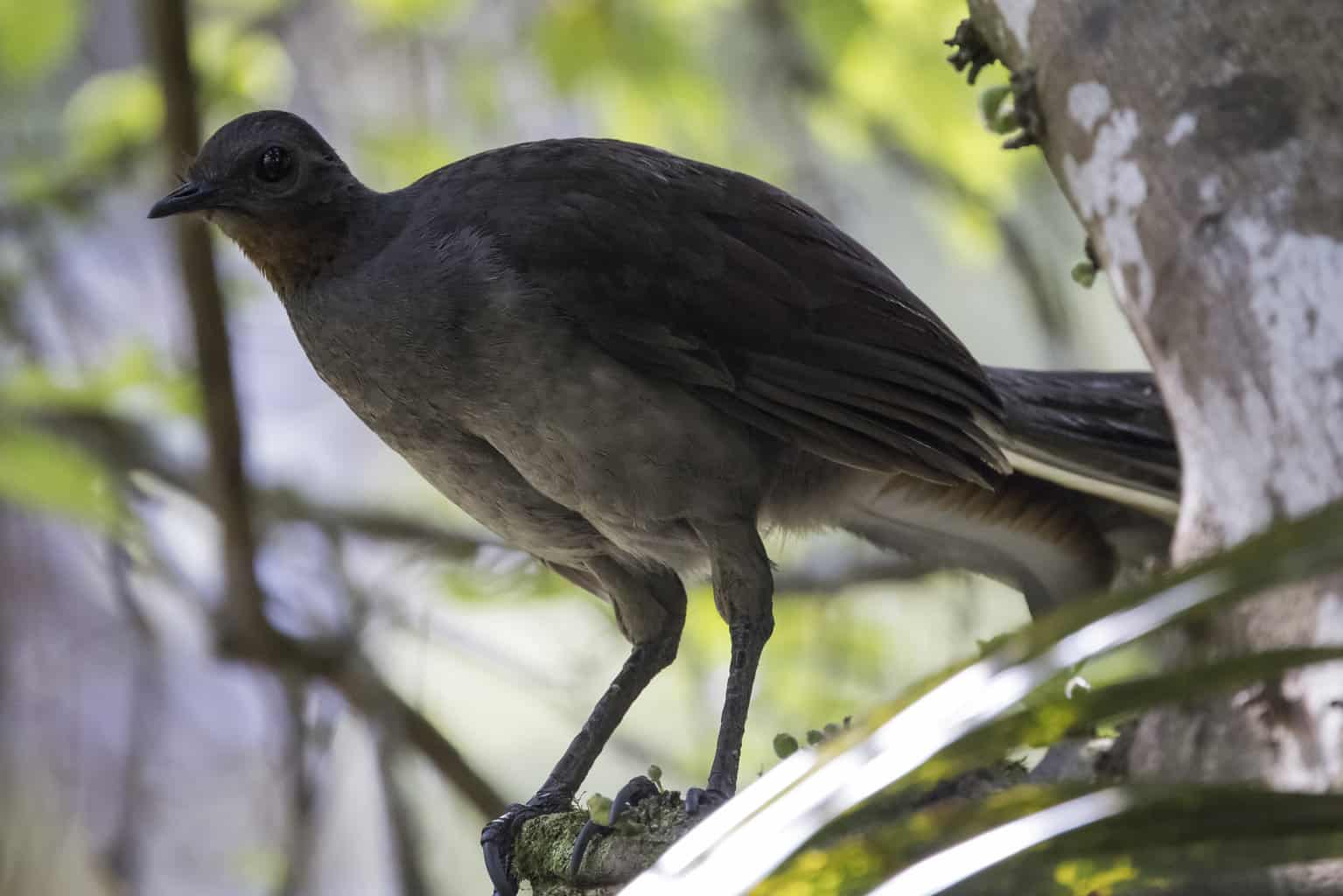 a bird that cry like a baby​